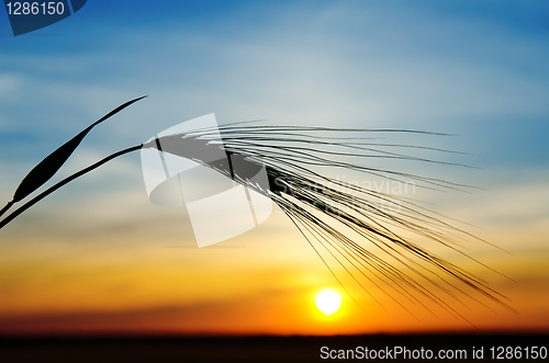 Image of barley and sunset