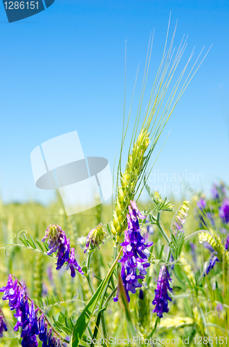 Image of green barley and wild flowers