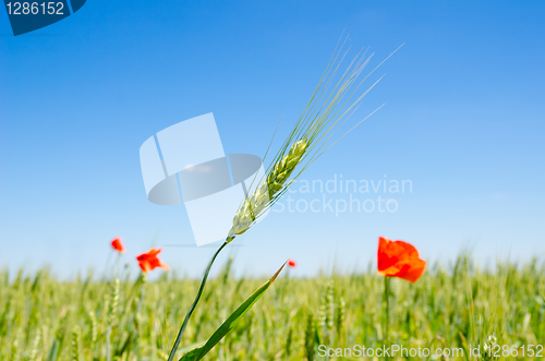 Image of green barley and red poppy