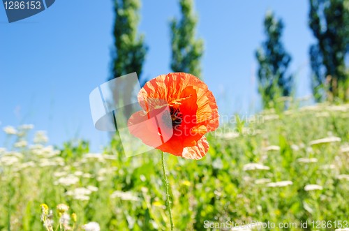 Image of poppy flower