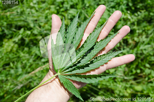 Image of Green leaf of marijuana