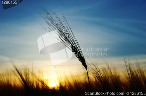 Image of ears of wheat