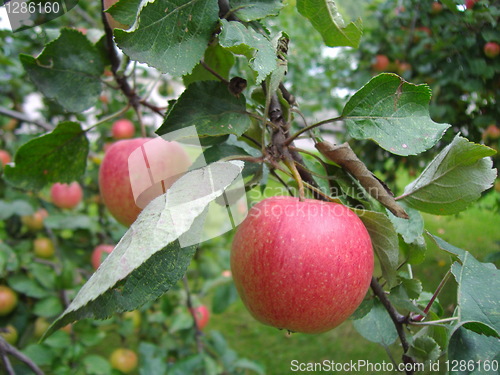 Image of Apple on an apple tree