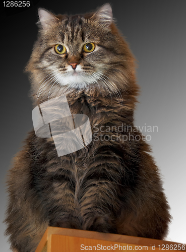 Image of Cat close-ups on gradient background