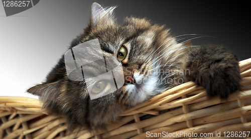 Image of Belle sad cat in basket