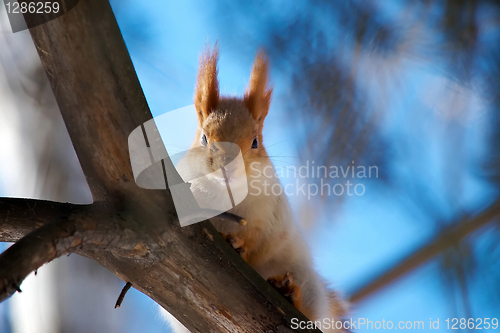 Image of Squirrel sits on a branch of pine.