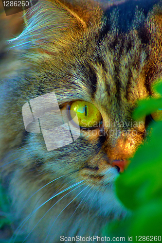 Image of Close-up of a cat in the grass