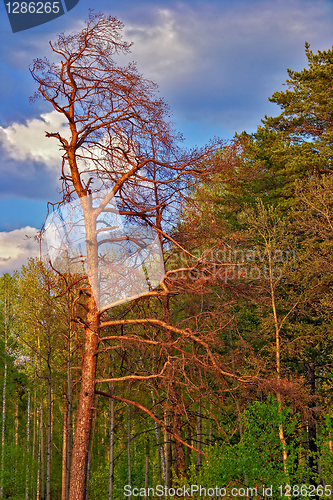 Image of Lone pine