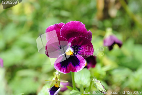 Image of violet flower