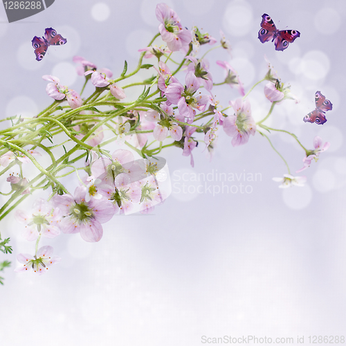Image of Spring Morning Concept - Flowers with Dew and Butterfly on backg