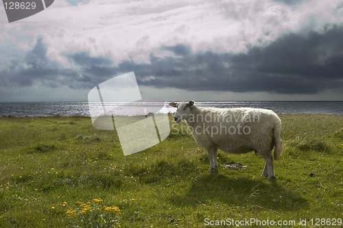 Image of Norwegian Sheep