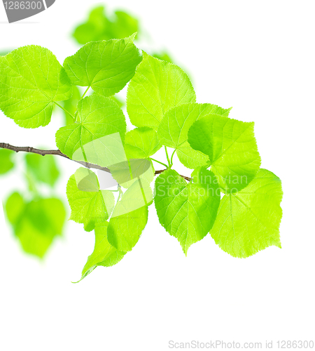Image of Green Leaves Lnden Isolated on White Background