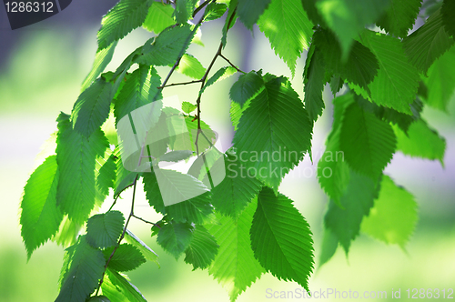 Image of green leaves