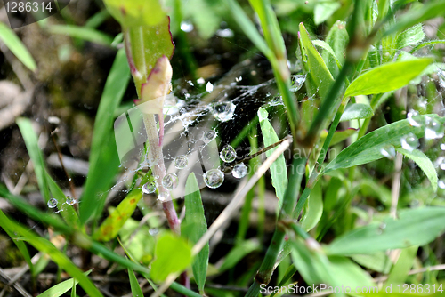 Image of Dew on a web