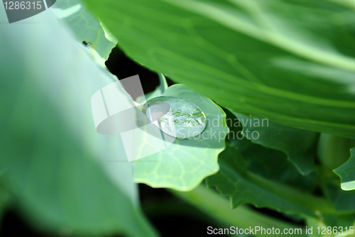 Image of Small drops of dew