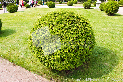 Image of Round bush