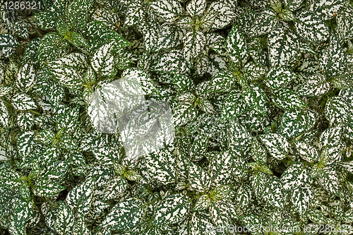 Image of Hypoestes leaves