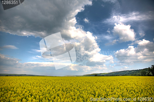 Image of Spring landscape and the cloudy sky. A yellow field.