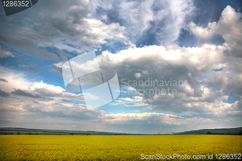 Image of Spring landscape and the cloudy sky. A yellow field.