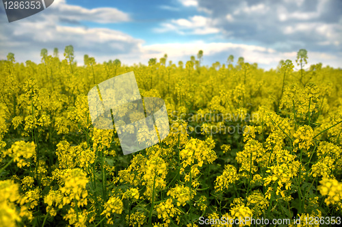 Image of Spring landscape and the cloudy sky. A yellow field.