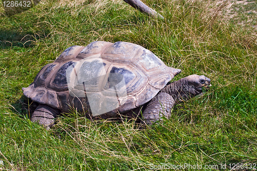 Image of Giant tortoise