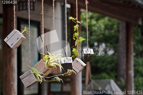 Image of Wooden flowerpots