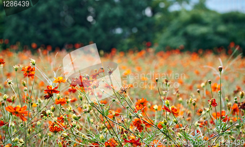 Image of Orange Cosmos flowers