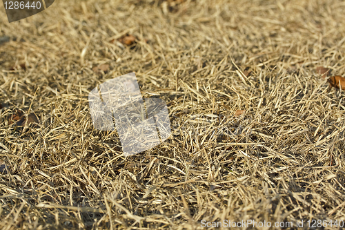 Image of Dry grass