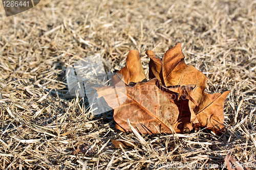 Image of Fallen leaf on a dry grass