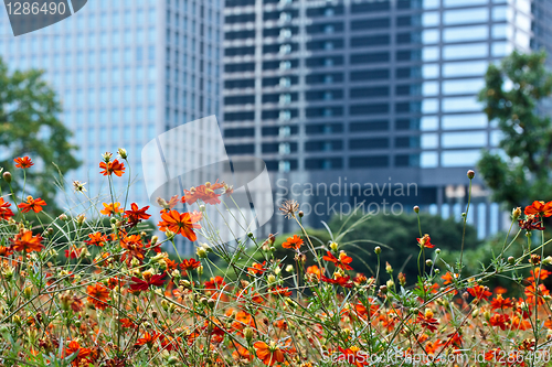 Image of Blooming orange cosmos flowers