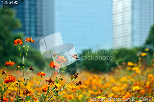 Image of Blooming cosmos at Hama Rikyu park, Tokyo