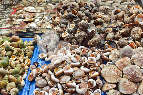 Image of Assorted shells
