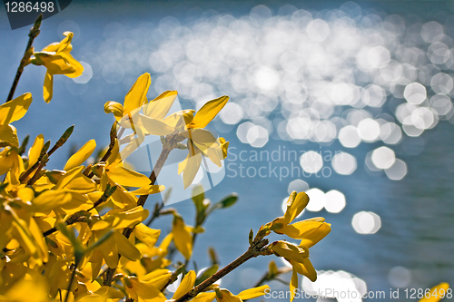 Image of Yellow forsythia flowers 