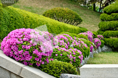 Image of Pink flowers close-up