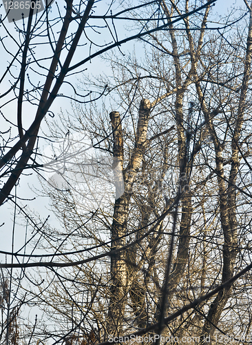 Image of Branches and trees