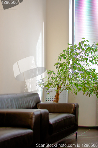 Image of brown leather sofa, window shutters and a green plant in the cor