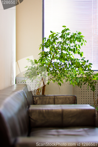 Image of brown leather sofa, window shutters and a green plant in the cor