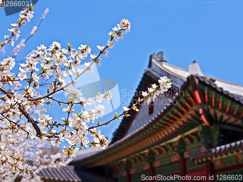 Image of Cherry blossoms in front of royal palace