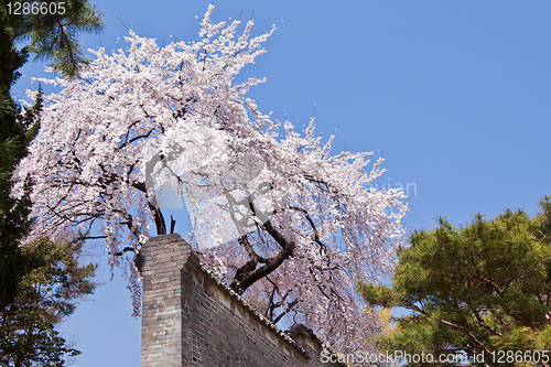 Image of Blossoming cherry in spring