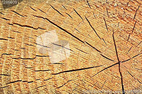 Image of Wooden stump texture
