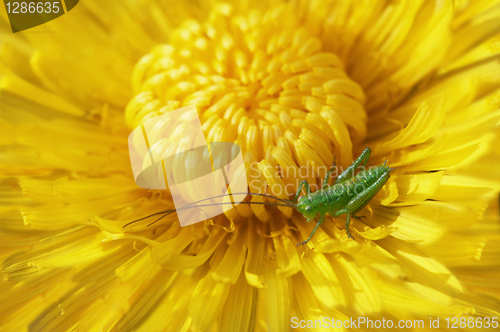 Image of blossoming dandelion with a grasshopper