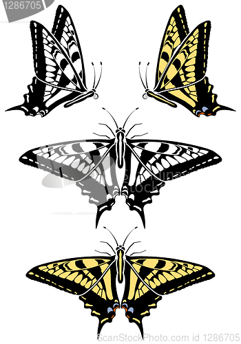 Image of Butterfly