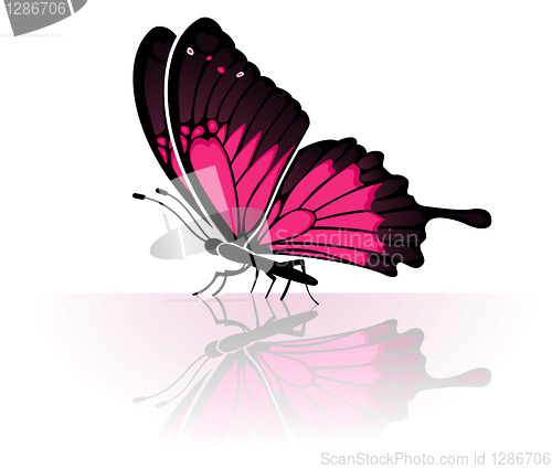 Image of Butterfly