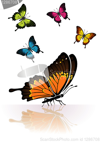 Image of Butterfly