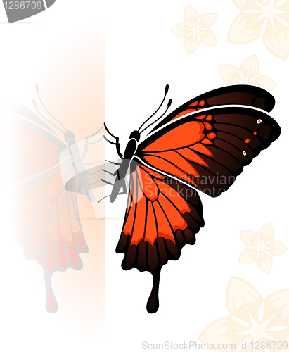 Image of Butterfly