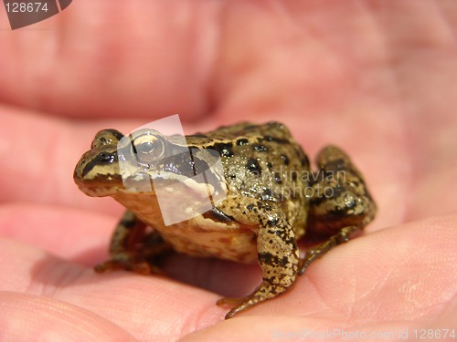 Image of frog