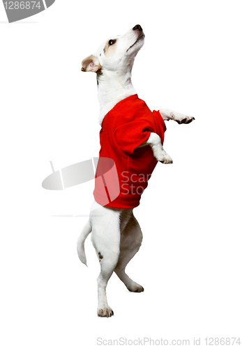 Image of Dog in a red shirt