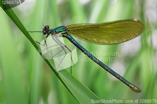 Image of Dragonfly on a green grass