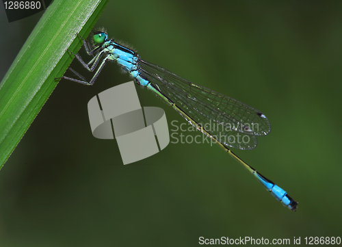 Image of Dragonfly on a green grass