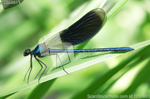 Image of Dragonfly on a green grass